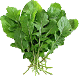 Rucola